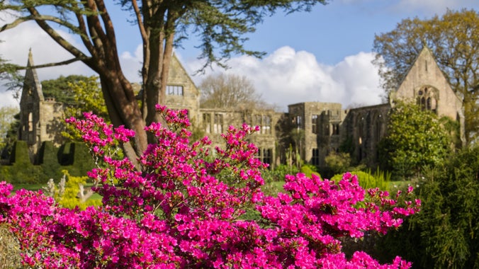 Rhododendrons in full bloom at Nymans